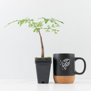 Adenia Perrieri (wk36-L223)