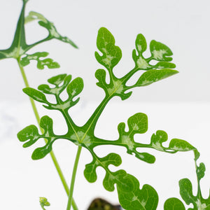Adenia Perrieri (wk36-L223)