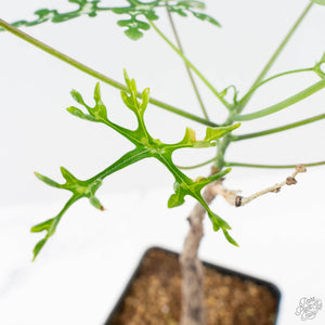Adenia Perrieri (wk38-L237)