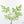 Adenia Perrieri (wk38-L237)