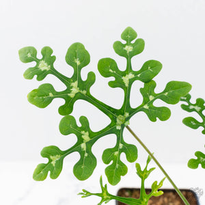 Adenia Perrieri (wk38-L237)