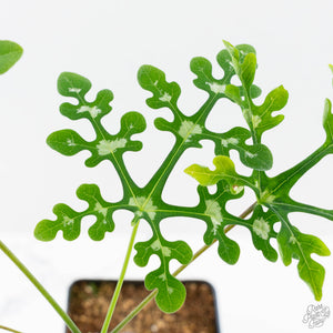 Adenia Perrieri (wk38-L237)