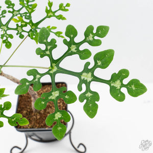 Adenia Perrieri (wk38-L237)