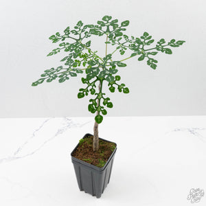 Adenia Perrieri (wk40-L317)