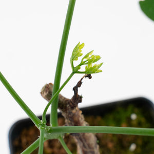 Adenia Perrieri (wk40-L318)