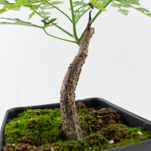 Adenia Perrieri (wk40-L318)