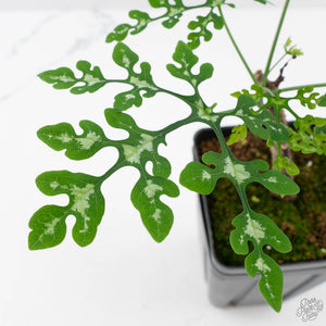 Adenia Perrieri (wk40-L318)