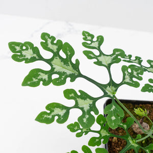 Adenia Perrieri (wk40-L318)