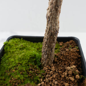 Adenia Perrieri (wk41-L337)