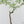 Adenia Perrieri (wk41-L337)