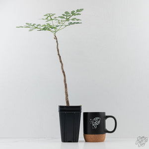 Adenia Perrieri (wk41-L337)