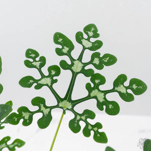 Adenia Perrieri (wk41-L337)