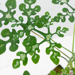 Adenia Perrieri (wk41-L337)