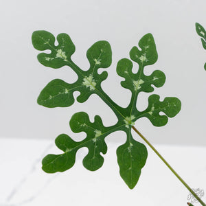 Adenia Perrieri (wk41-L337)