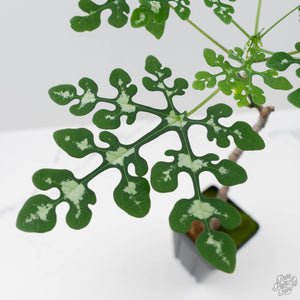 Adenia Perrieri (wk41-L337)