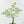 Adenia Perrieri (wk41-L338)
