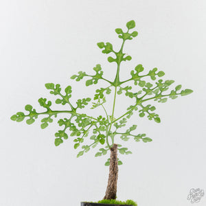 Adenia Perrieri (wk41-L338)
