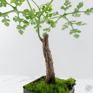 Adenia Perrieri (wk41-L338)