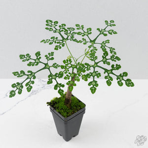 Adenia Perrieri (wk41-L338)