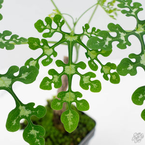 Adenia Perrieri (wk41-L338)