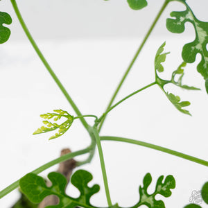 Adenia Perrieri (wk41-L338)