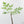 Adenia Perrieri (wk42-L374)