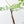 Adenia Perrieri (wk42-L374)