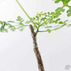 Adenia Perrieri (wk42-L374)