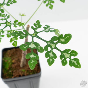 Adenia Perrieri (wk42-L374)