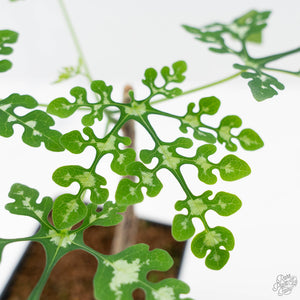 Adenia Perrieri (wk42-L374)