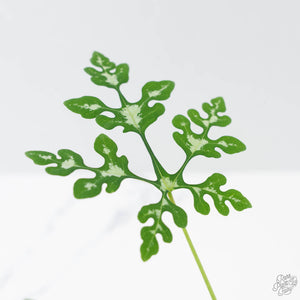Adenia Perrieri (wk42-L374)
