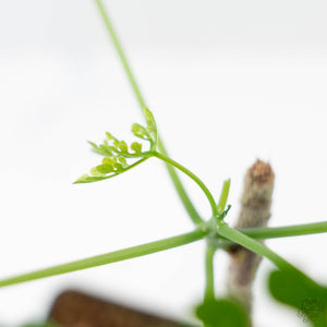 Adenia Perrieri (wk42-L374)