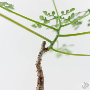 Adenia Perrieri (wk44-L413)
