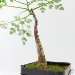 Adenia Perrieri (wk44-L413)