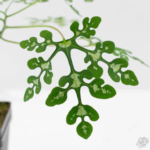 Adenia Perrieri (wk44-L413)