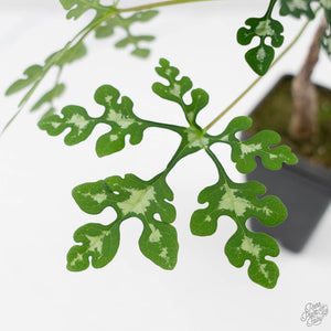Adenia Perrieri (wk44-L413)