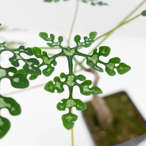 Adenia Perrieri (wk44-L413)