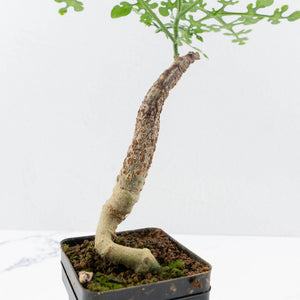 Adenia Perrieri (wk35-L217)