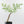 Adenia Perrieri (wk35-L217)