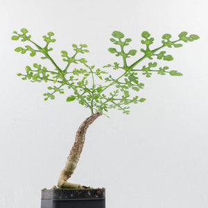 Adenia Perrieri (wk35-L217)