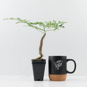 Adenia Perrieri (wk35-L217)