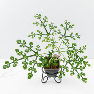 Adenia Perrieri (wk35-L217)