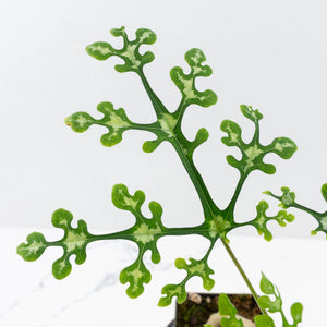 Adenia Perrieri (wk35-L217)