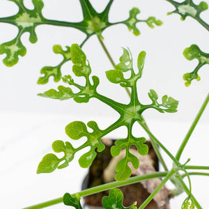 Adenia Perrieri (wk35-L217)