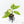 Aglaonema modestum 'Spilt Milk' (wk28-D)