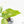 Aglaonema modestum 'Spilt Milk' (wk28-D)