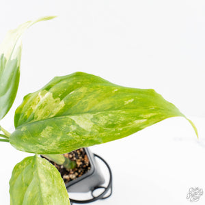 Aglaonema modestum 'Spilt Milk' (wk28-D)