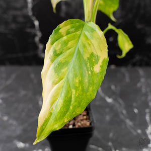 Aglaonema modestum 'Spilt Milk' (wk42-L101)