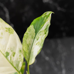 Aglaonema modestum 'Spilt Milk' (wk42-L101)