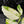 Aglaonema modestum 'Spilt Milk' (wk42-L101)